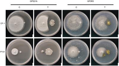 Inhibition of oil tea anthracnose by natural product extracts from Bacillus and Pseudoalteromonas isolates from mangrove soil